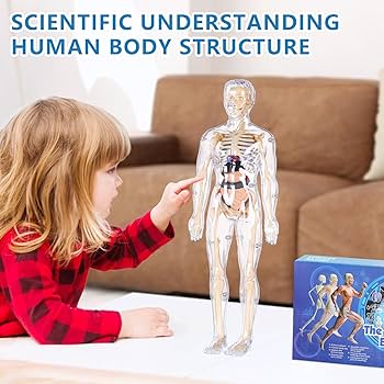 Amazon.co.jp: 子供用人体モデル、完全に透明なボディ、29ピース